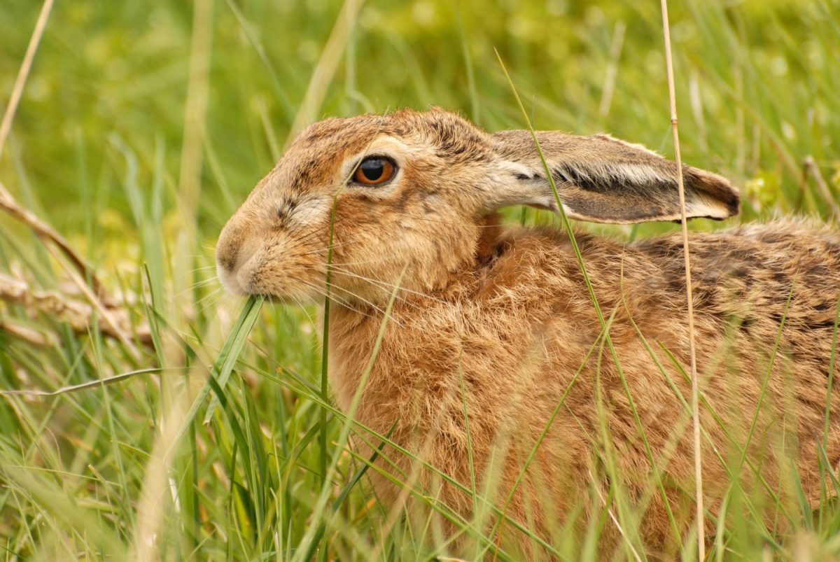 brown hares