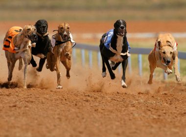 Dozens of greyhounds racing in Scotland test positive for banned substances such as cocaine 5