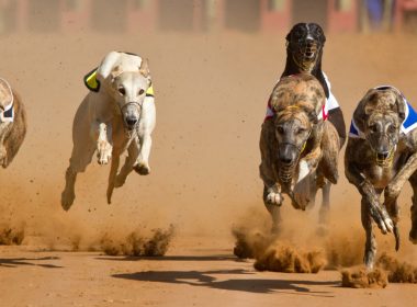 Airline stops shipping greyhounds to China after animal welfare concerns 4