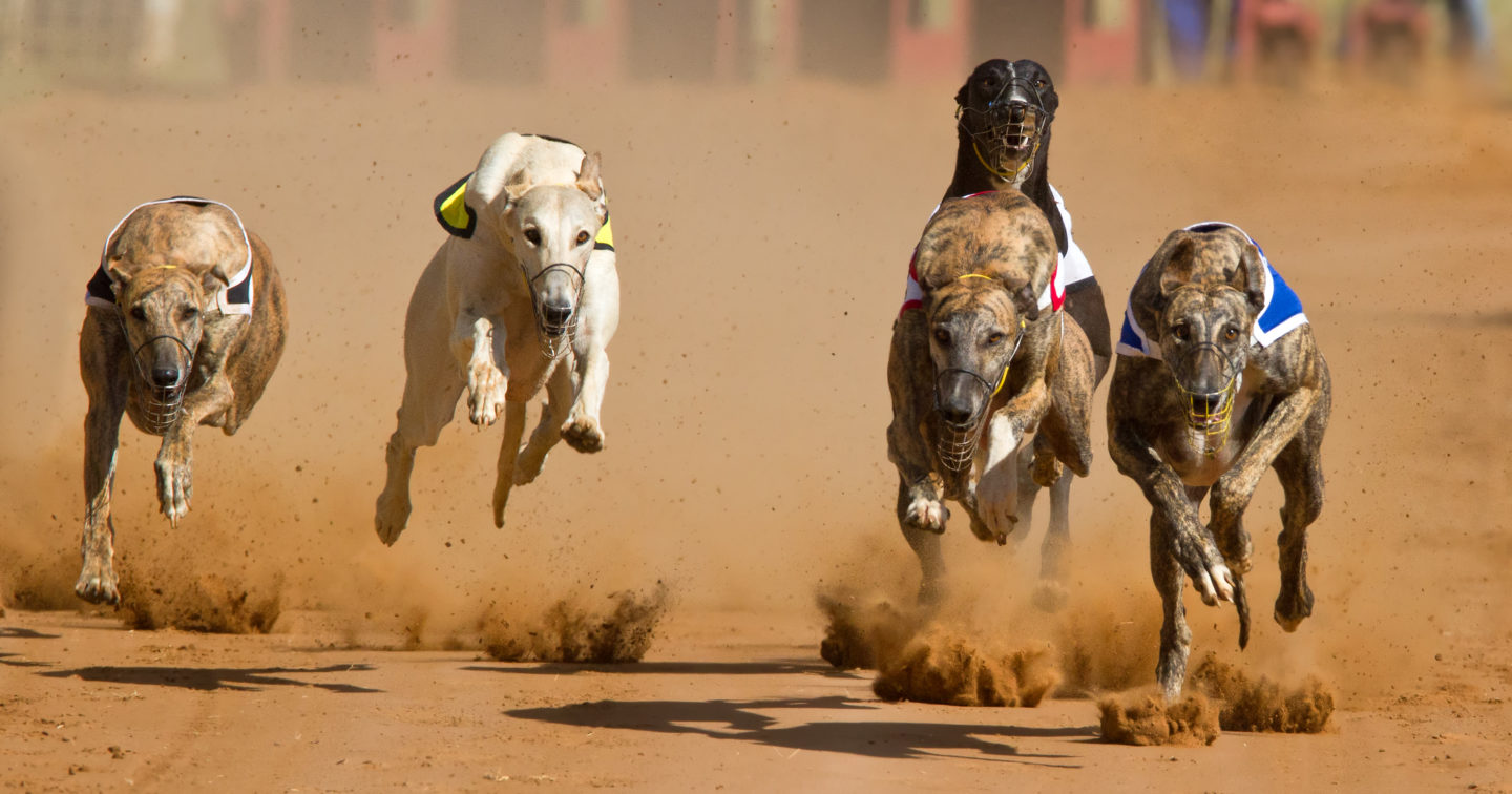 Airline stops shipping greyhounds to China after animal welfare concerns 3