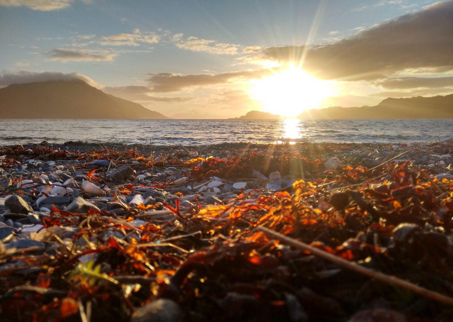 Warning that kelp dredging trials could trigger ‘environmental destruction’ 3