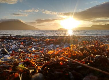 Warning that kelp dredging trials could trigger ‘environmental destruction’ 8