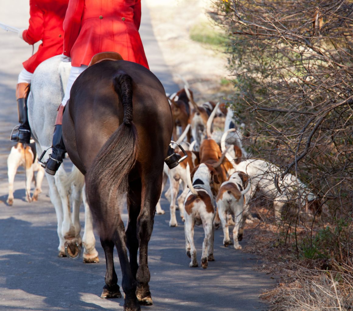 Footage of fox hunt released amid calls for legislation to be strengthened 4