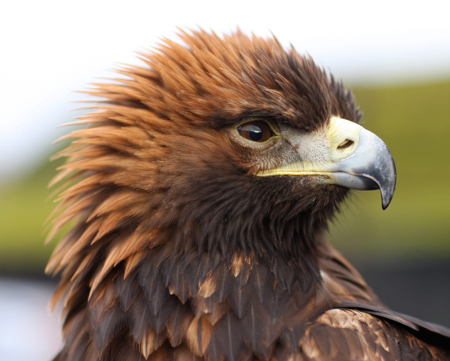 Dozens of birds of prey 'illegally shot, poisoned or trapped' in