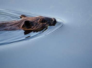 beaver woodland
