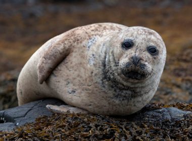 seal killing