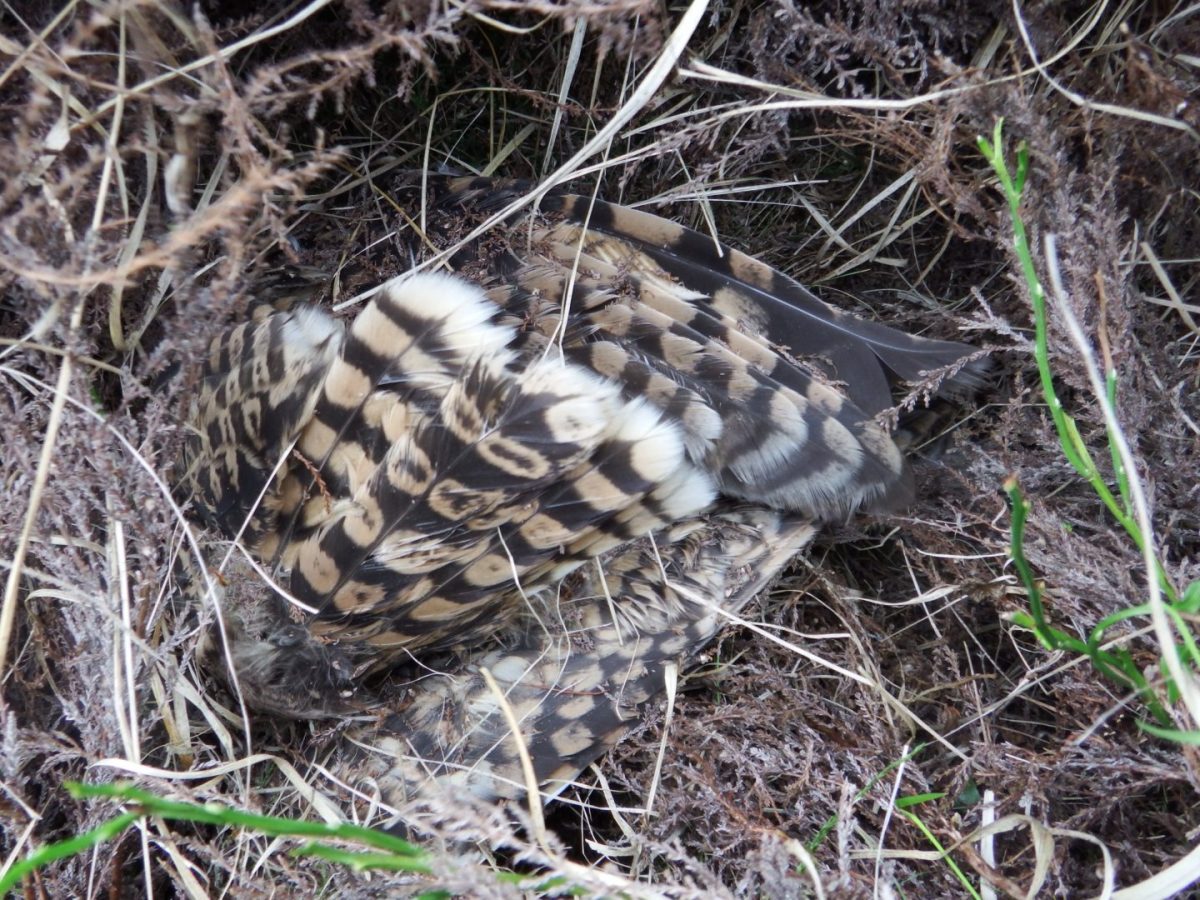 bird of prey