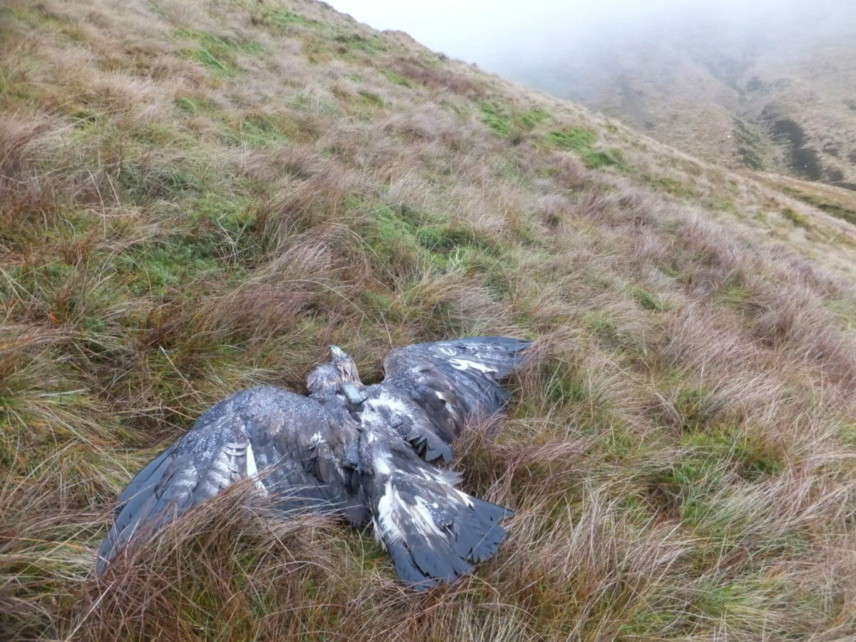 Grouse shooting to be banned where birds of prey are illegally killed 7