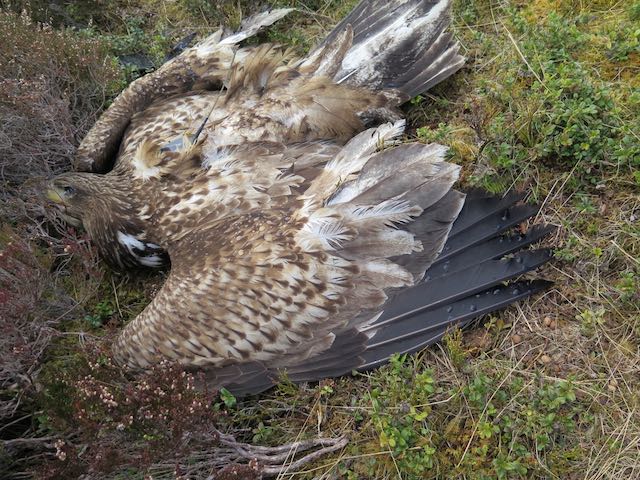 Grouse shooting to be banned where birds of prey are illegally killed 3
