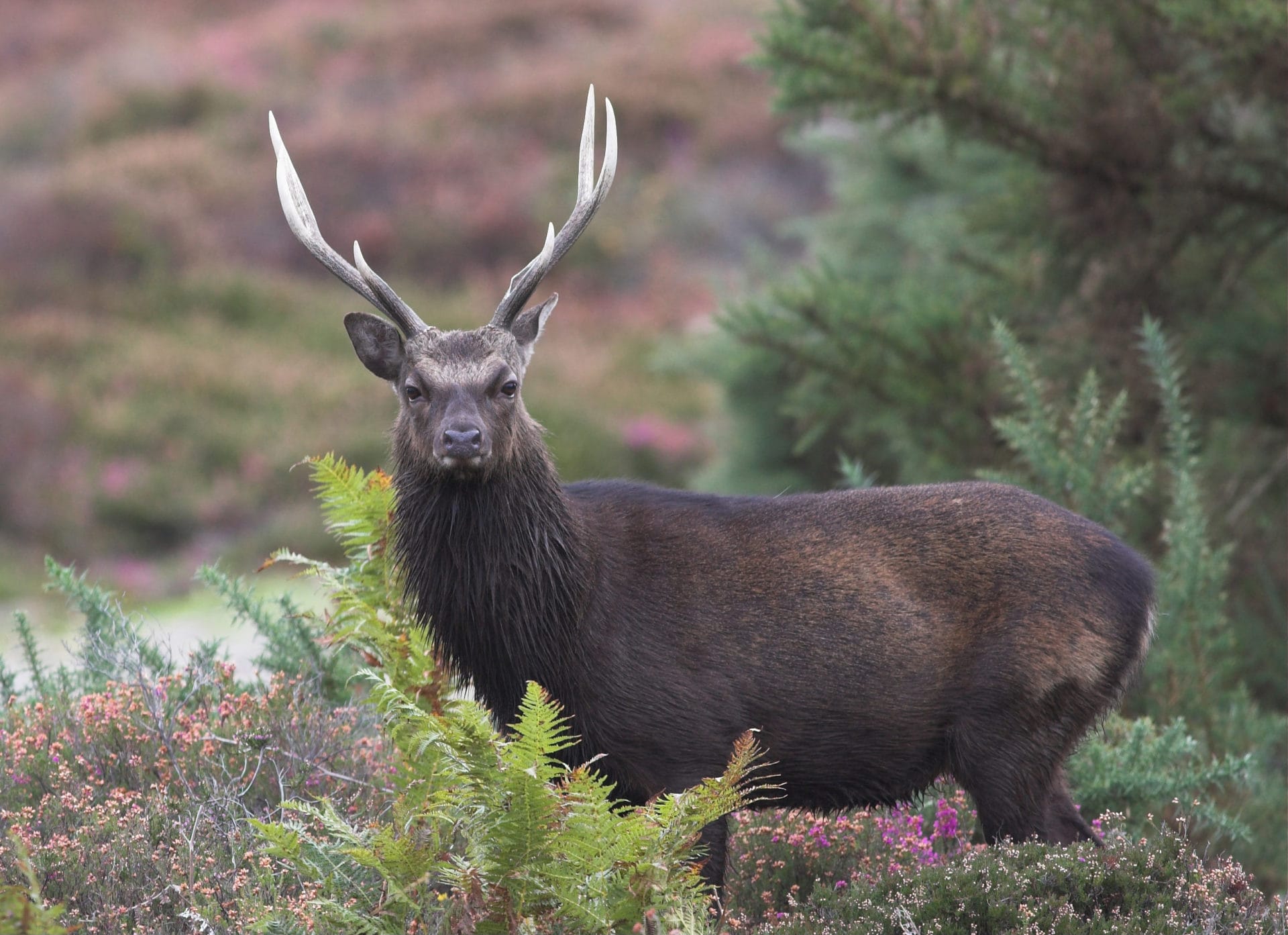 Highland hunting clients paying up to £8,000 to shoot animals