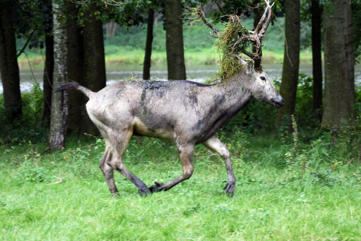 Pere David deer hunting