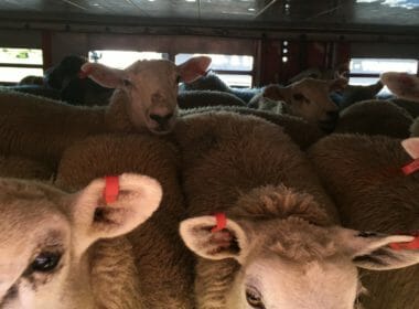 Ferry firm ‘breaching own company policy’ with live animal exports 3