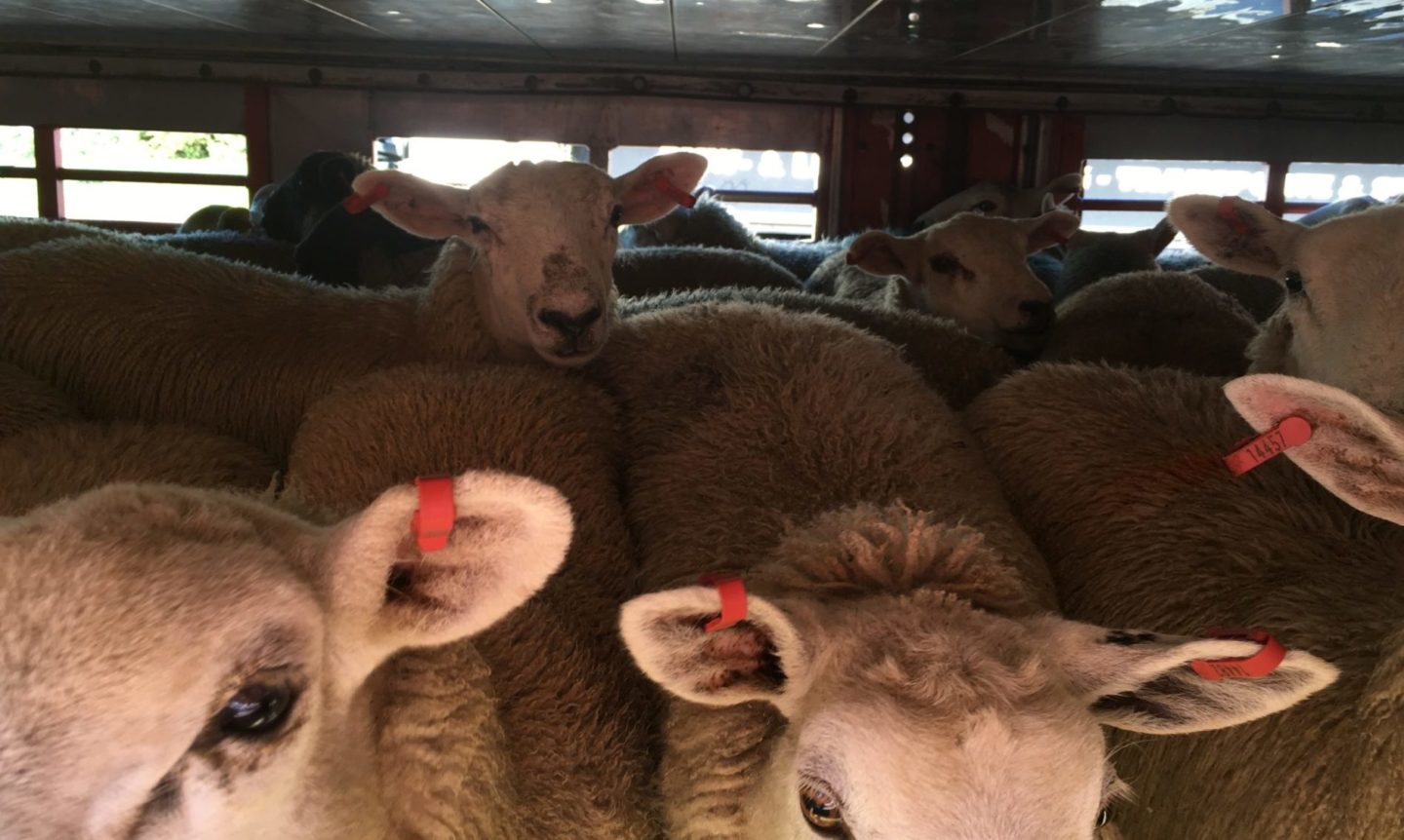 Ferry firm ‘breaching own company policy’ with live animal exports 6