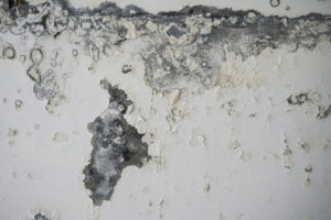 Tenants are complaining about mould