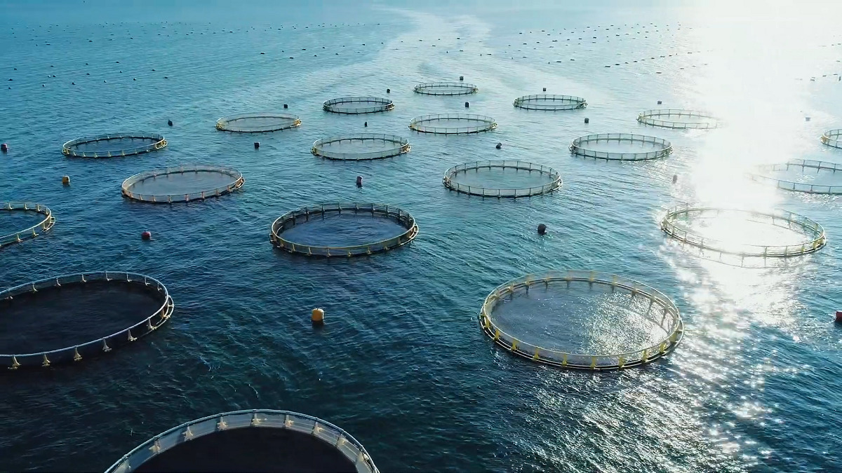 The Issue with open net pen fish farms - Wild First