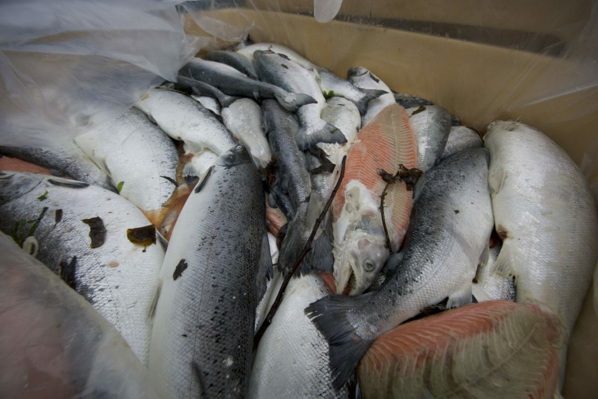 Suffering 'endemic' at Scottish salmon farms 3