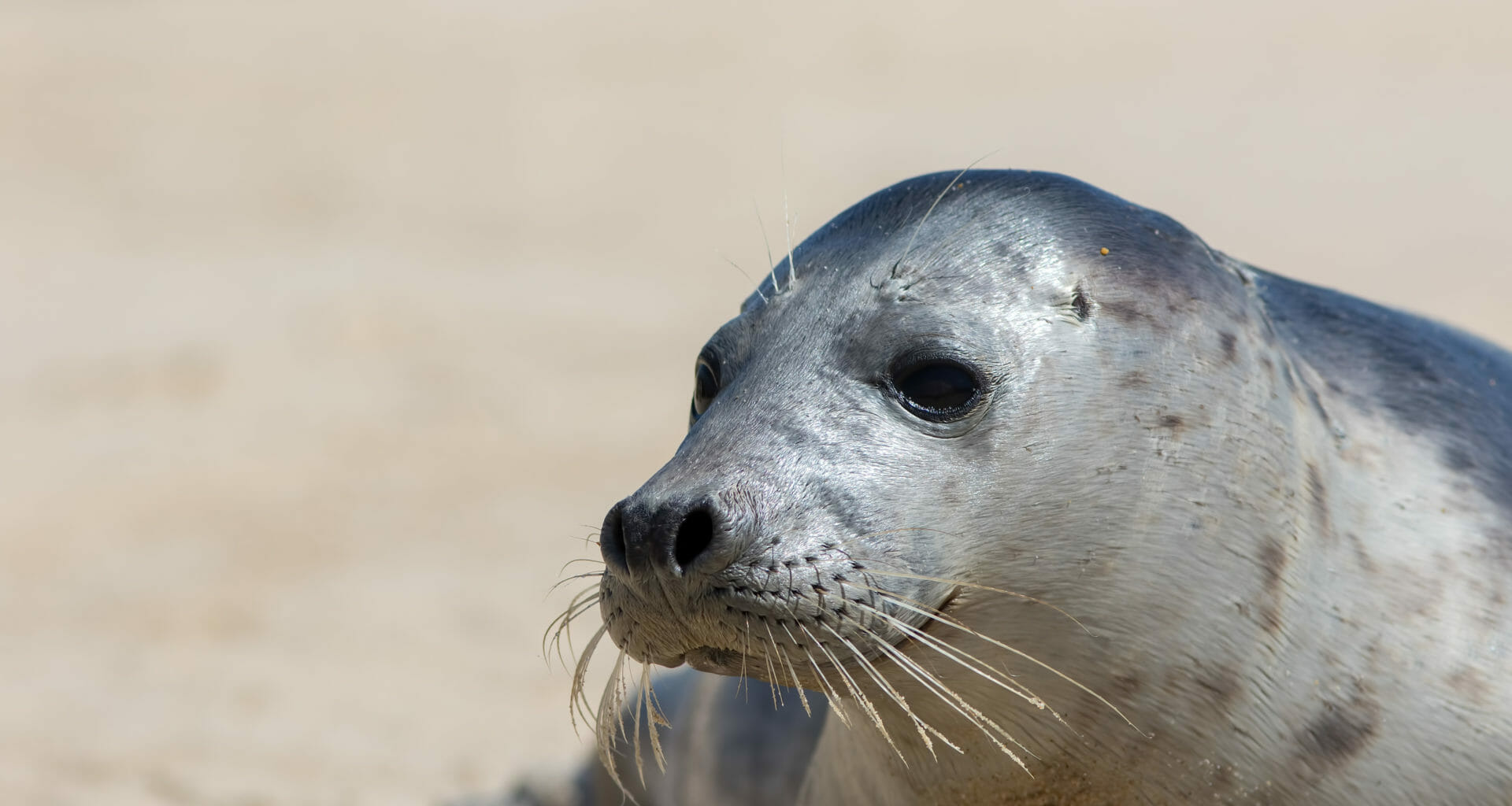 £10,000 reward for information on illegal seal killing after police asked to investigate deaths 7
