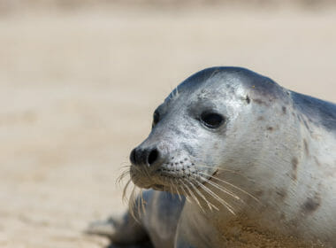 £10,000 reward for information on illegal seal killing after police asked to investigate deaths 4