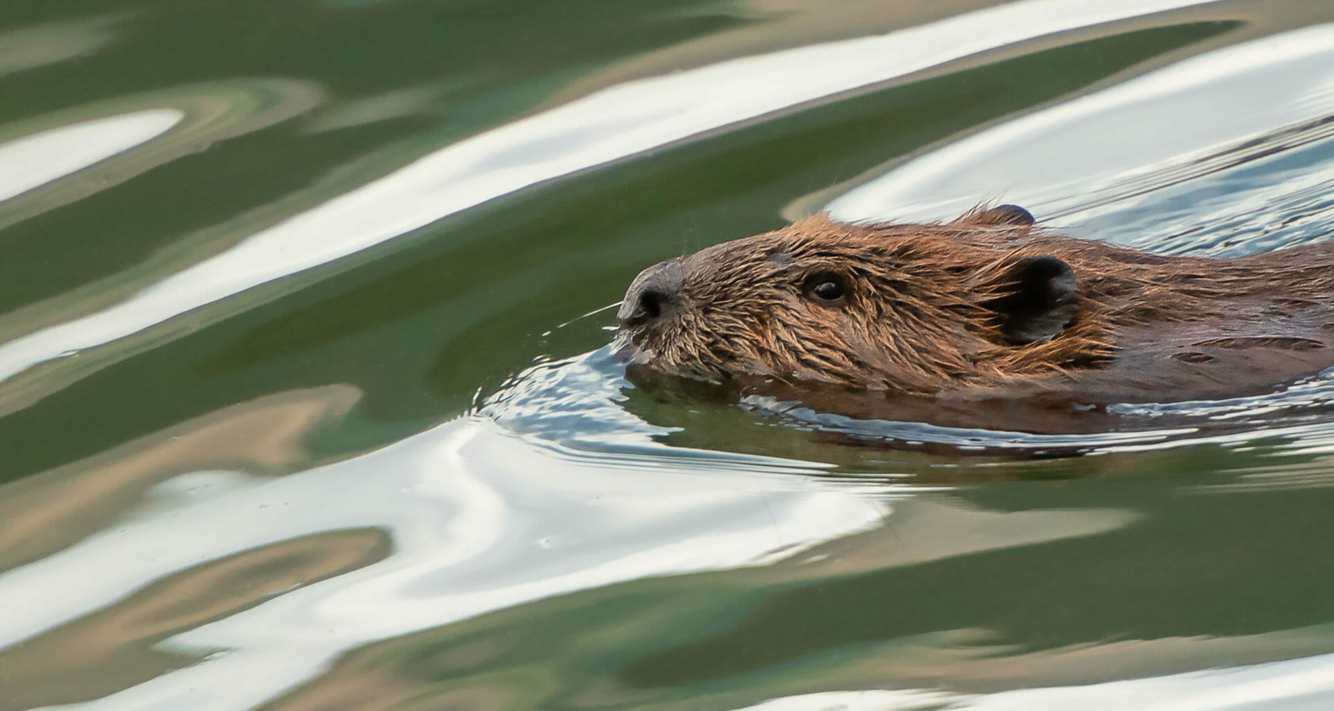 Farmers and landowners raising funds to back beaver killing 3