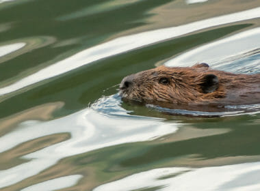 Farmers and landowners raising funds to back beaver killing 1