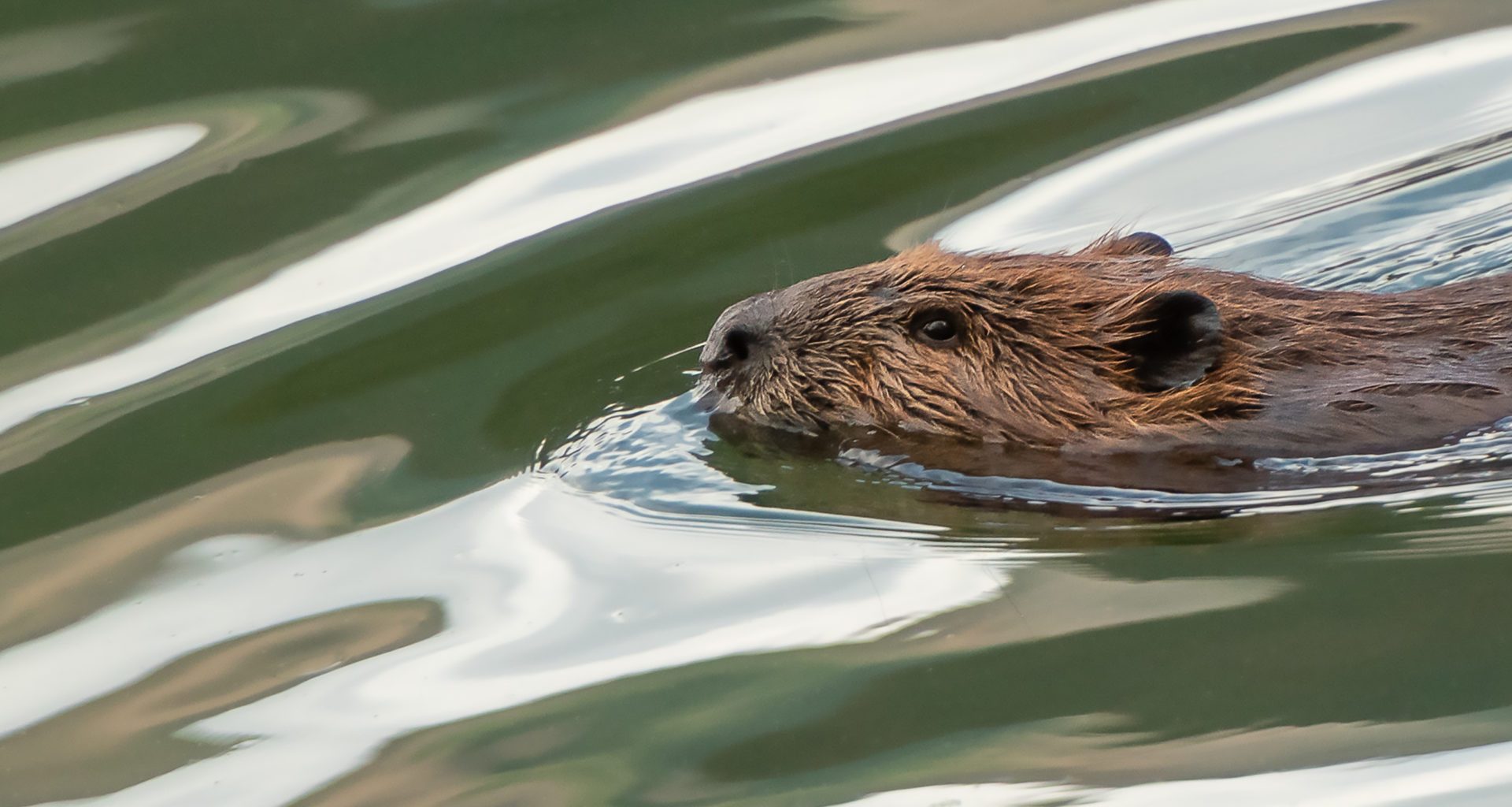 Farmers and landowners raising funds to back beaver killing 4