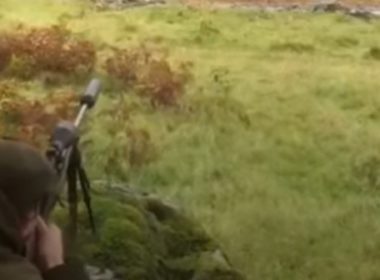stag cull video