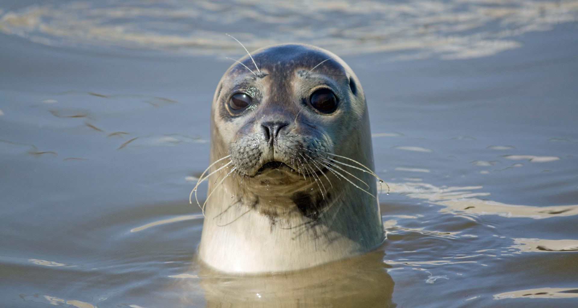 Investigation launched over use of "seal scarers" by fish farms 4