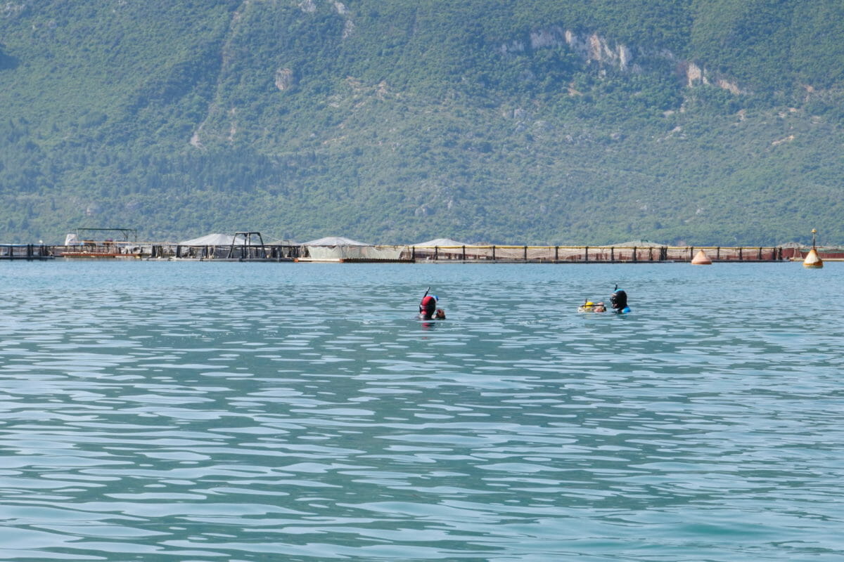 Ocean desolation: how fish farm pollution is killing marine life in Greece 5