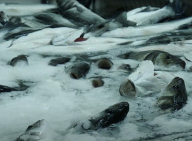Ocean desolation: how fish farm pollution is killing marine life in Greece 7