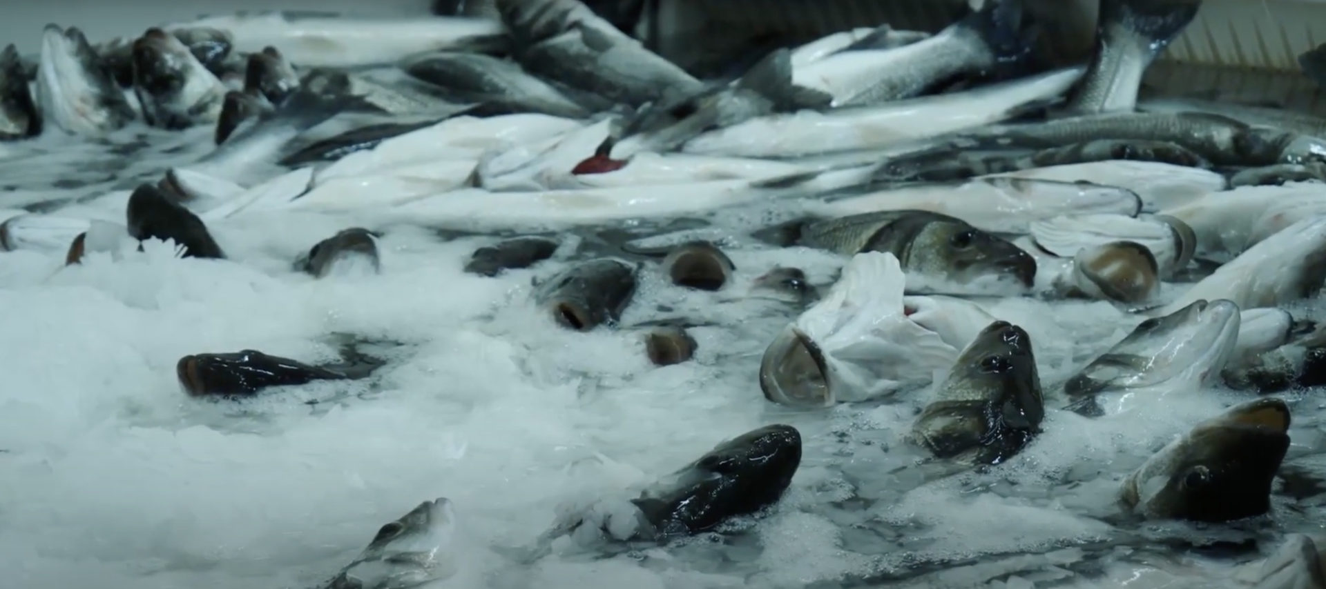 Ocean desolation: how fish farm pollution is killing marine life in Greece 3