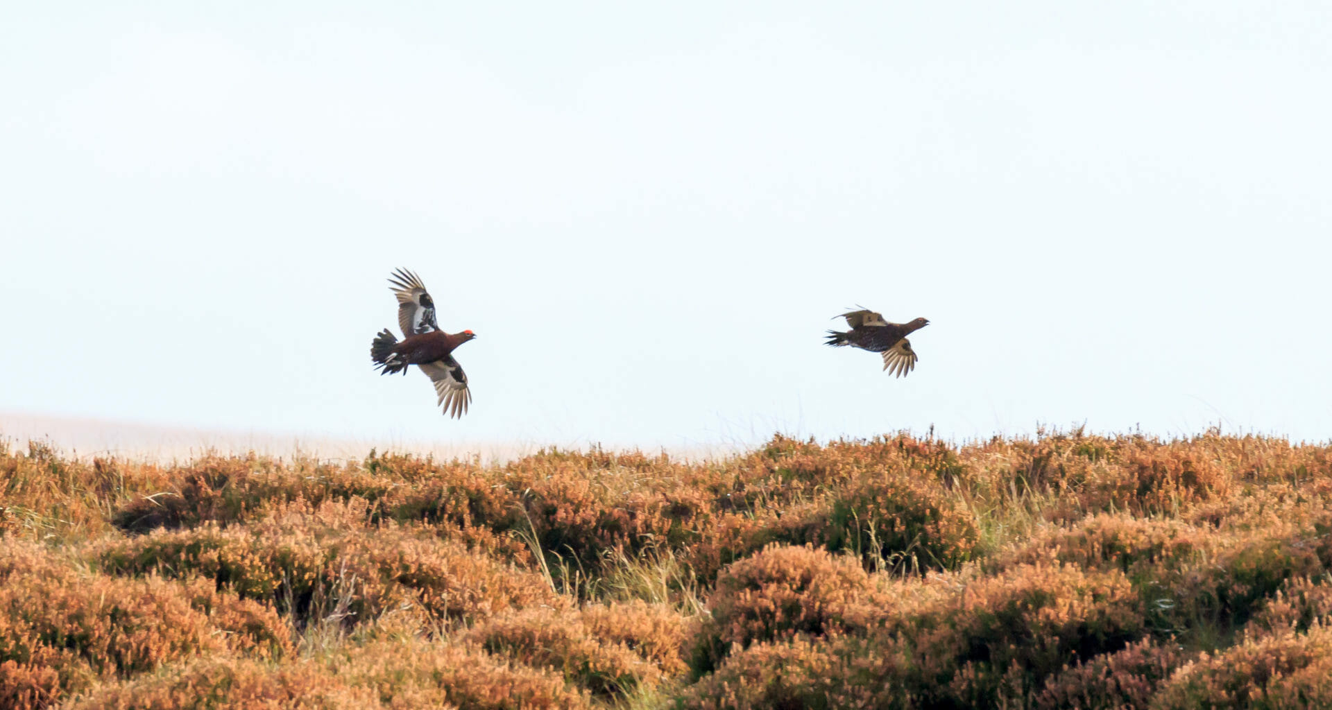 Safety fears over drug residues in grouse after watchdog fails to test Scottish birds 3