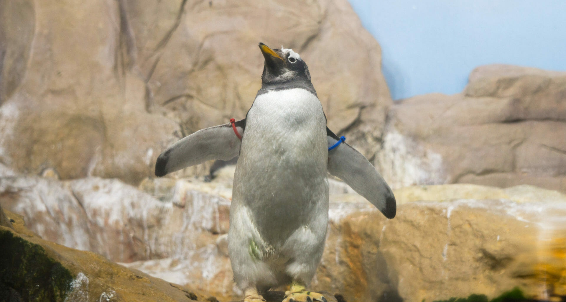 Claim Edinburgh Zoo employs penguin erector after planes fly over is FFS 3