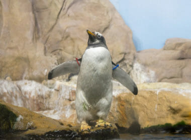 Claim Edinburgh Zoo employs penguin erector after planes fly over is FFS 3