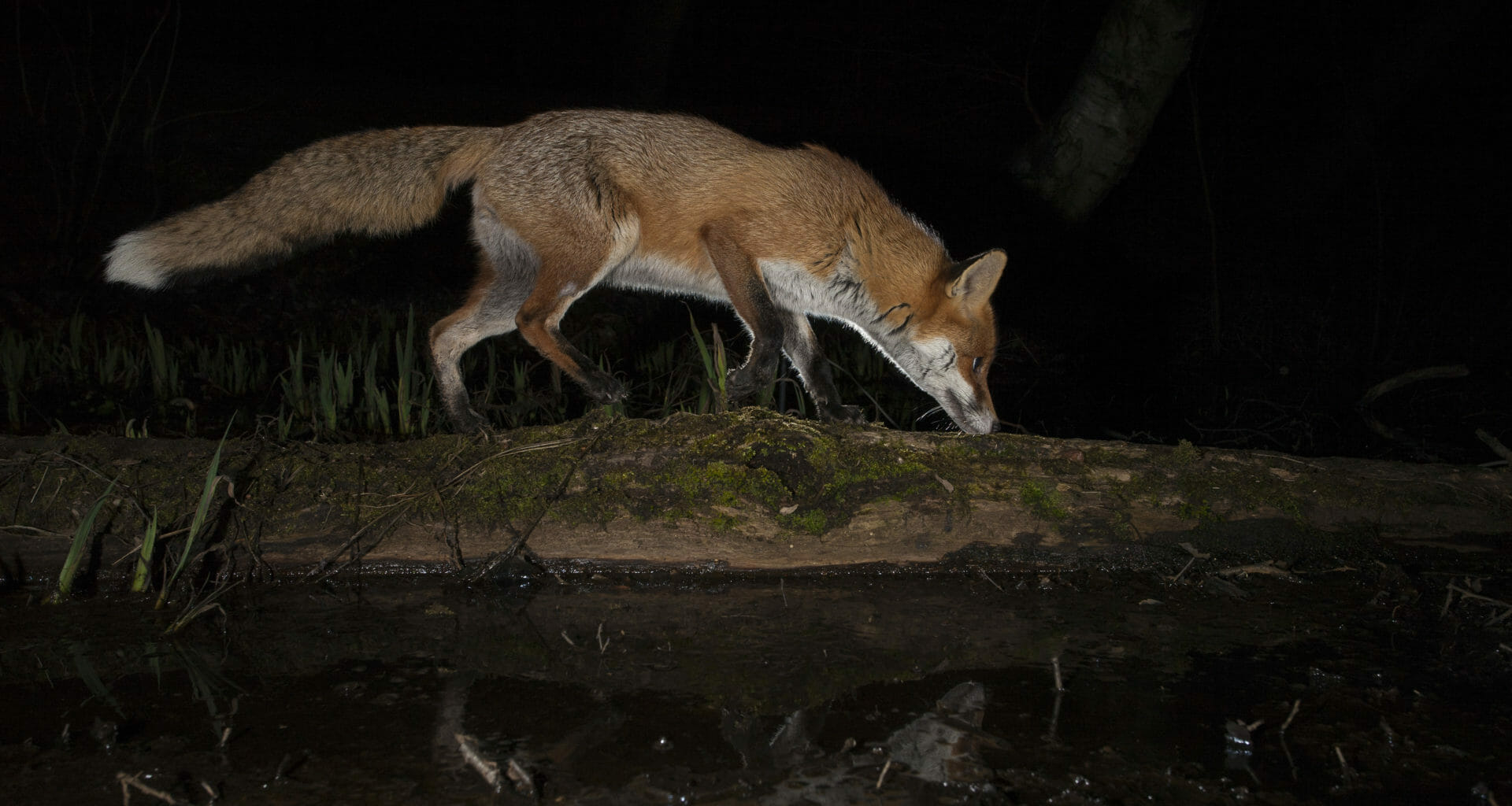 Foxes still chased by hounds and shot in public forests 3