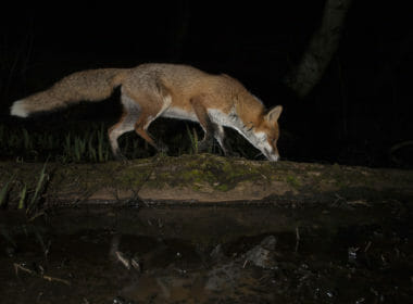 Foxes still chased by hounds and shot in public forests 10