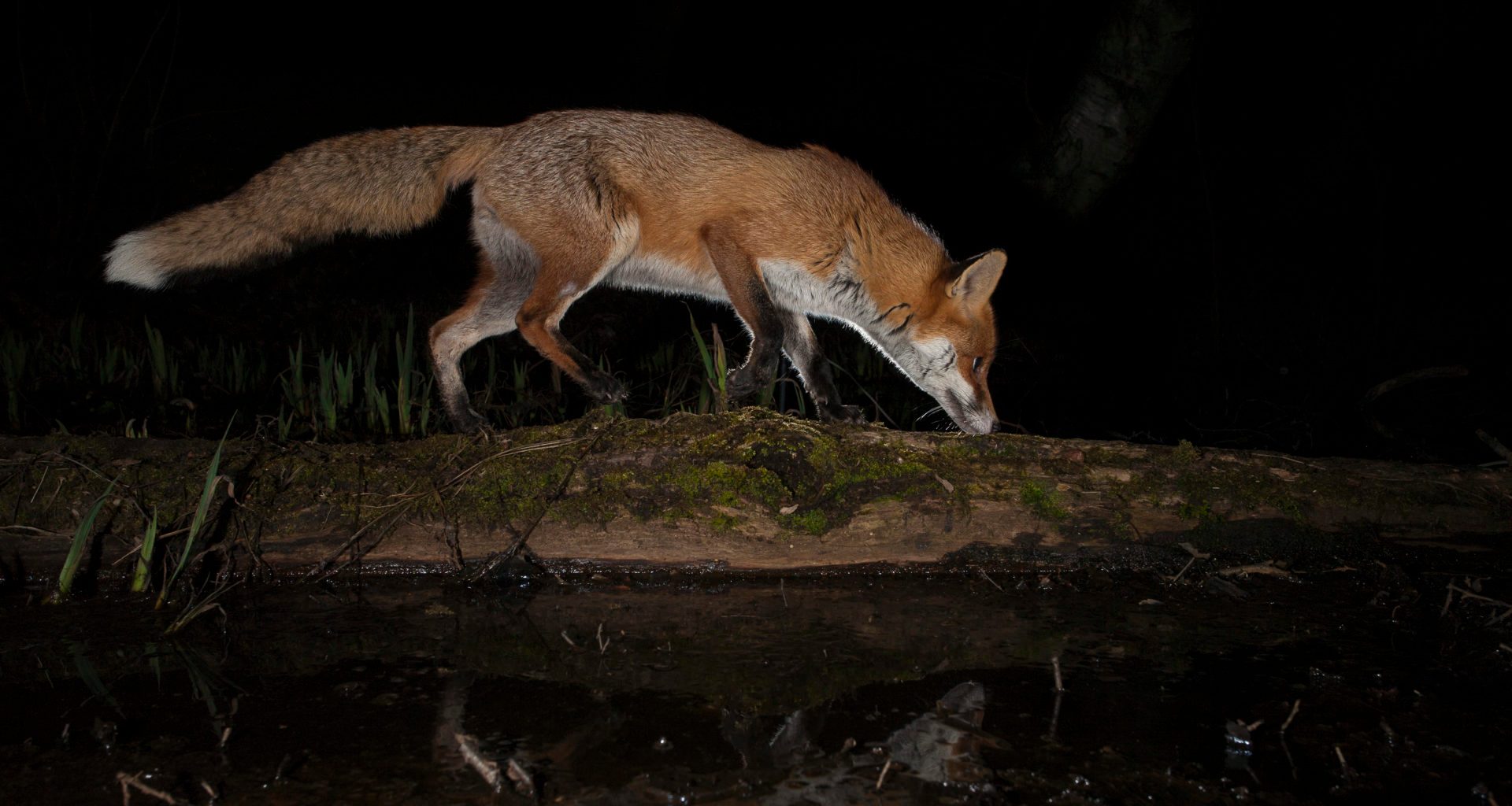 Foxes still chased by hounds and shot in public forests 4