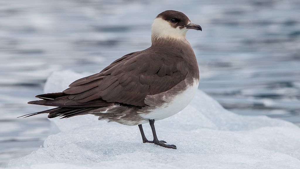 More than a thousand wildlife species and habitats in poor condition 3