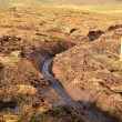 Scottish Government refused to support ban on peat-based compost 15