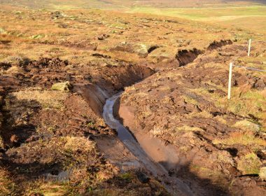 Scottish Government refused to support ban on peat-based compost 6