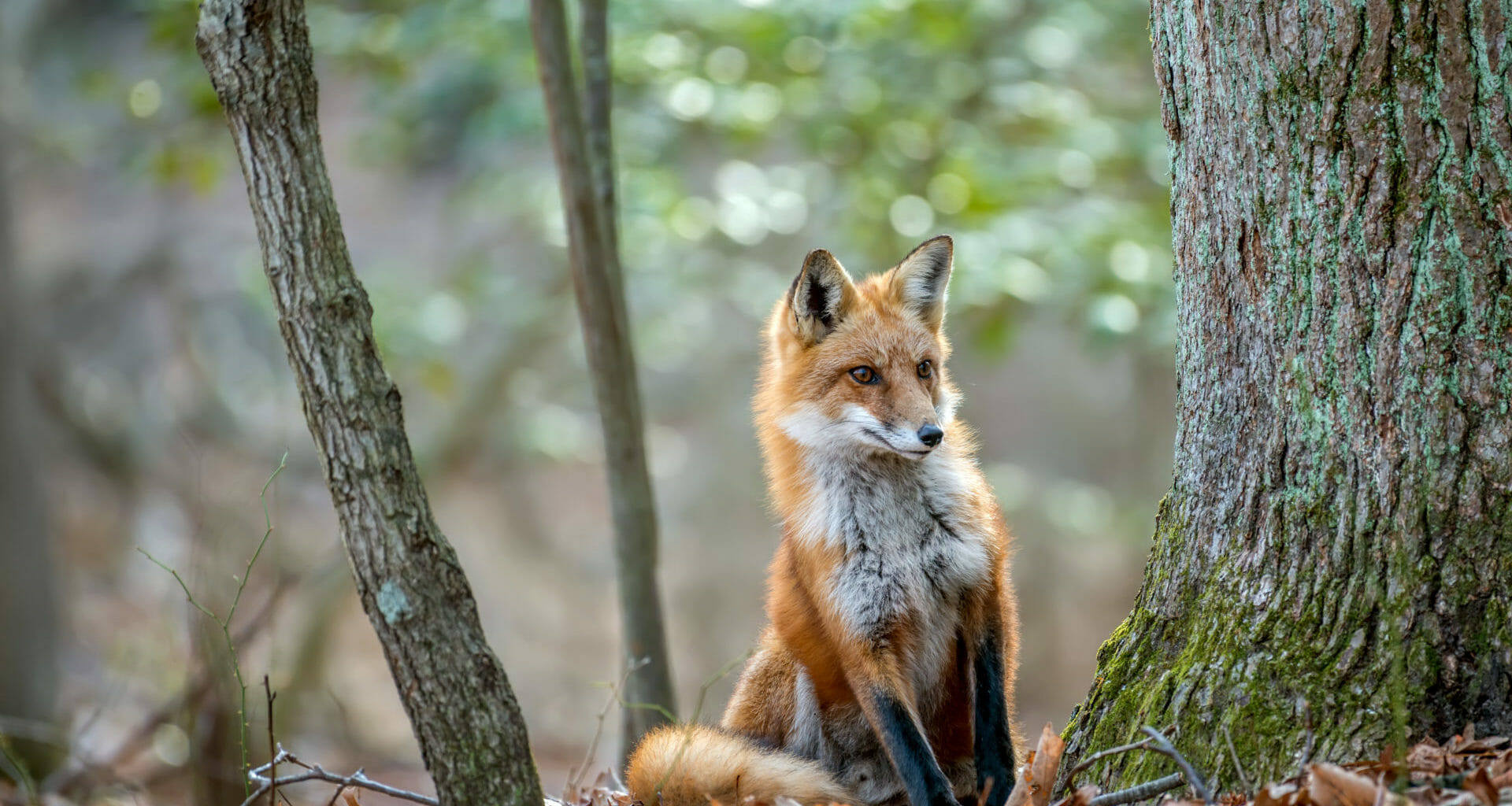 Animal charity urges ministers to enact plans for tighter fox hunting law after huntsman convicted 1