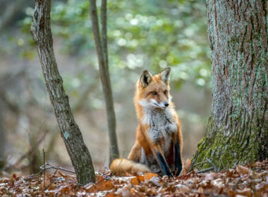 Animal charity urges ministers to enact plans for tighter fox hunting law after huntsman convicted 3