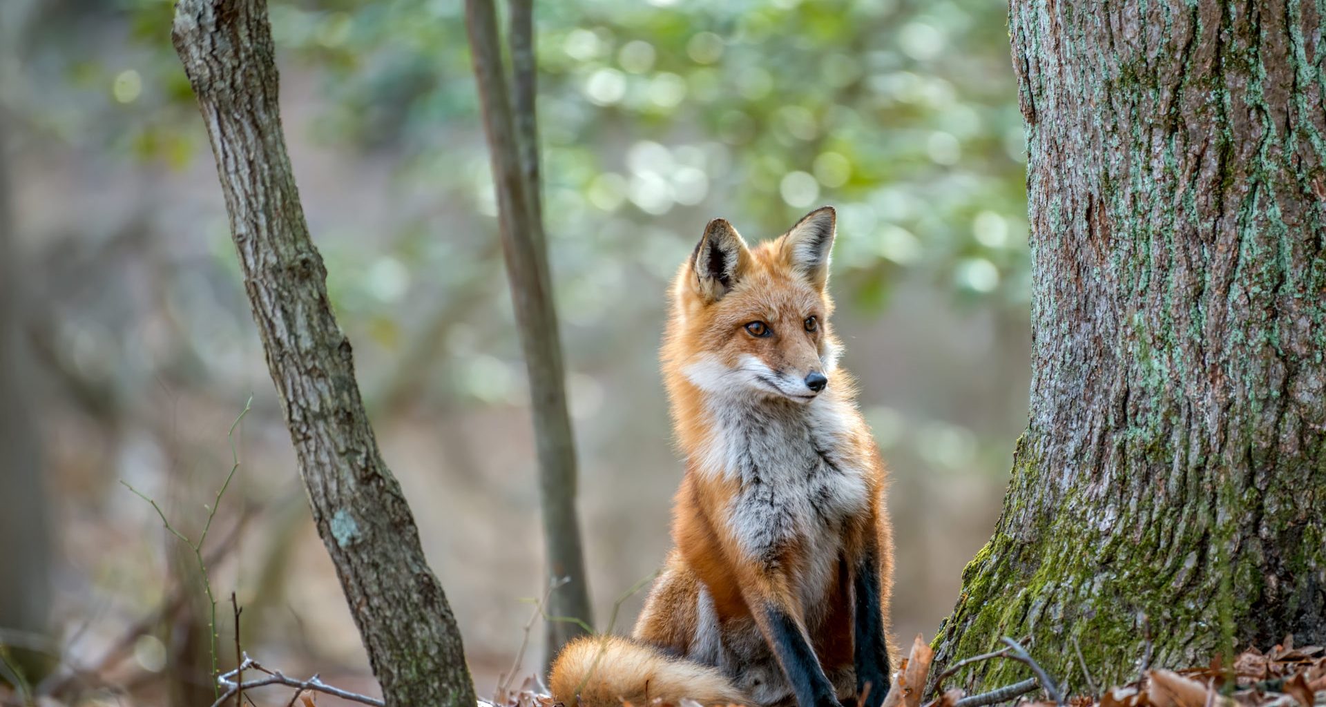Animal charity urges ministers to enact plans for tighter fox hunting law after huntsman convicted 4