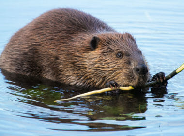 Podcast: NatureScot urged to do more to stop wild beavers being shot 4