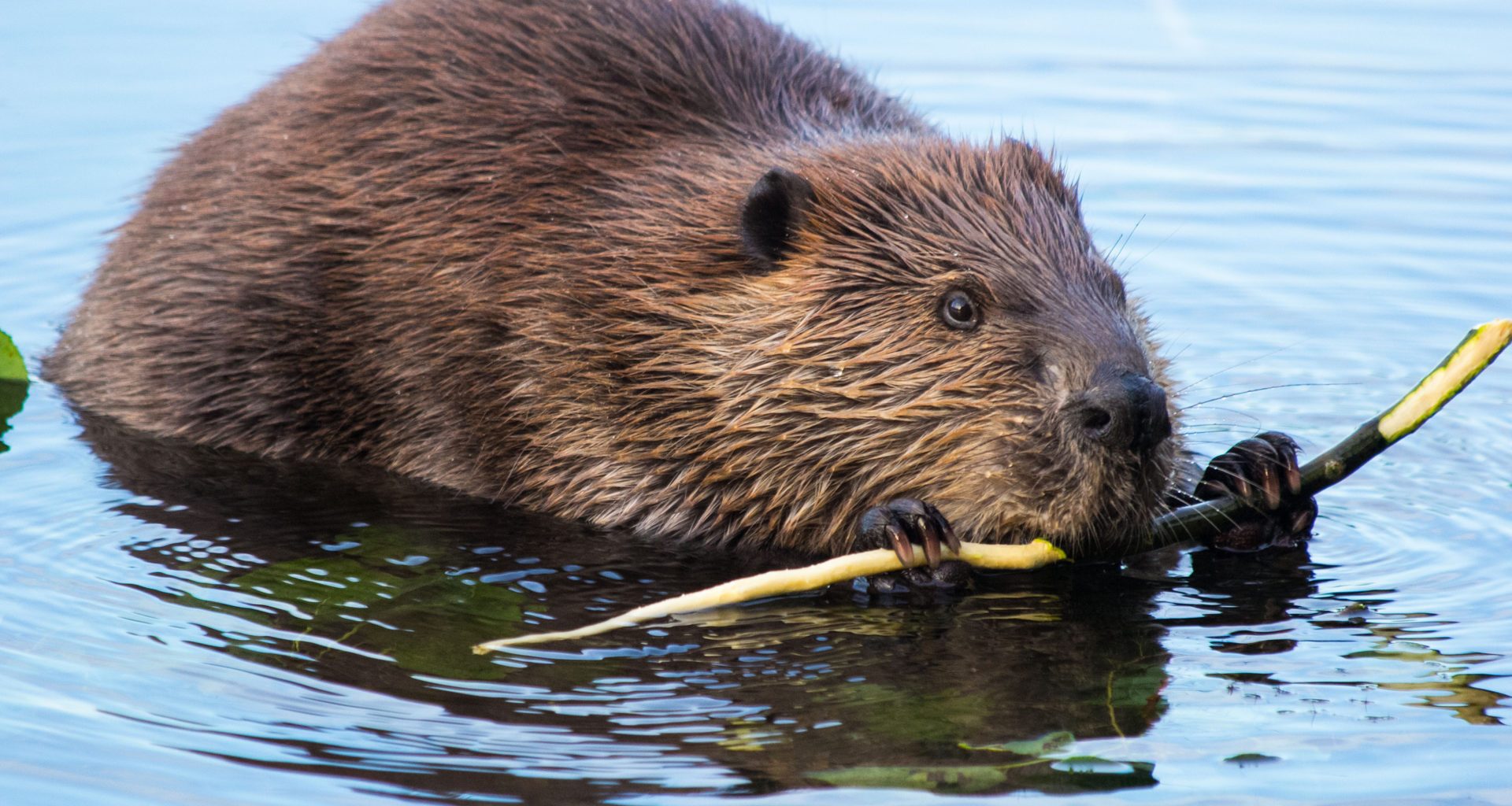 Podcast: NatureScot urged to do more to stop wild beavers being shot 3
