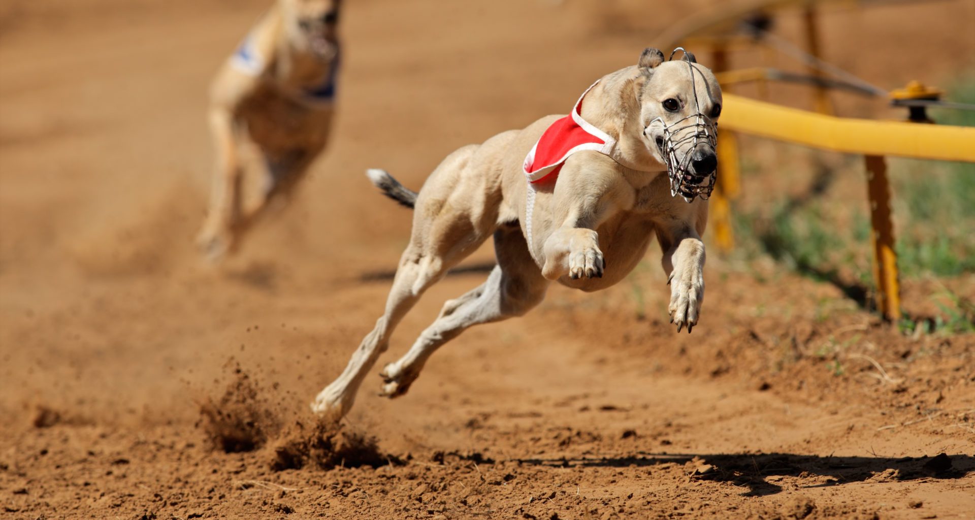 Fifteen greyhounds die in three years at Shawfield Stadium 6