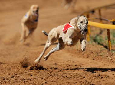 Fifteen greyhounds die in three years at Shawfield Stadium 10