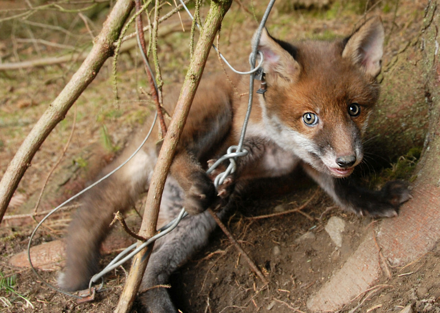 Snare traps killing and injuring pets and protected species