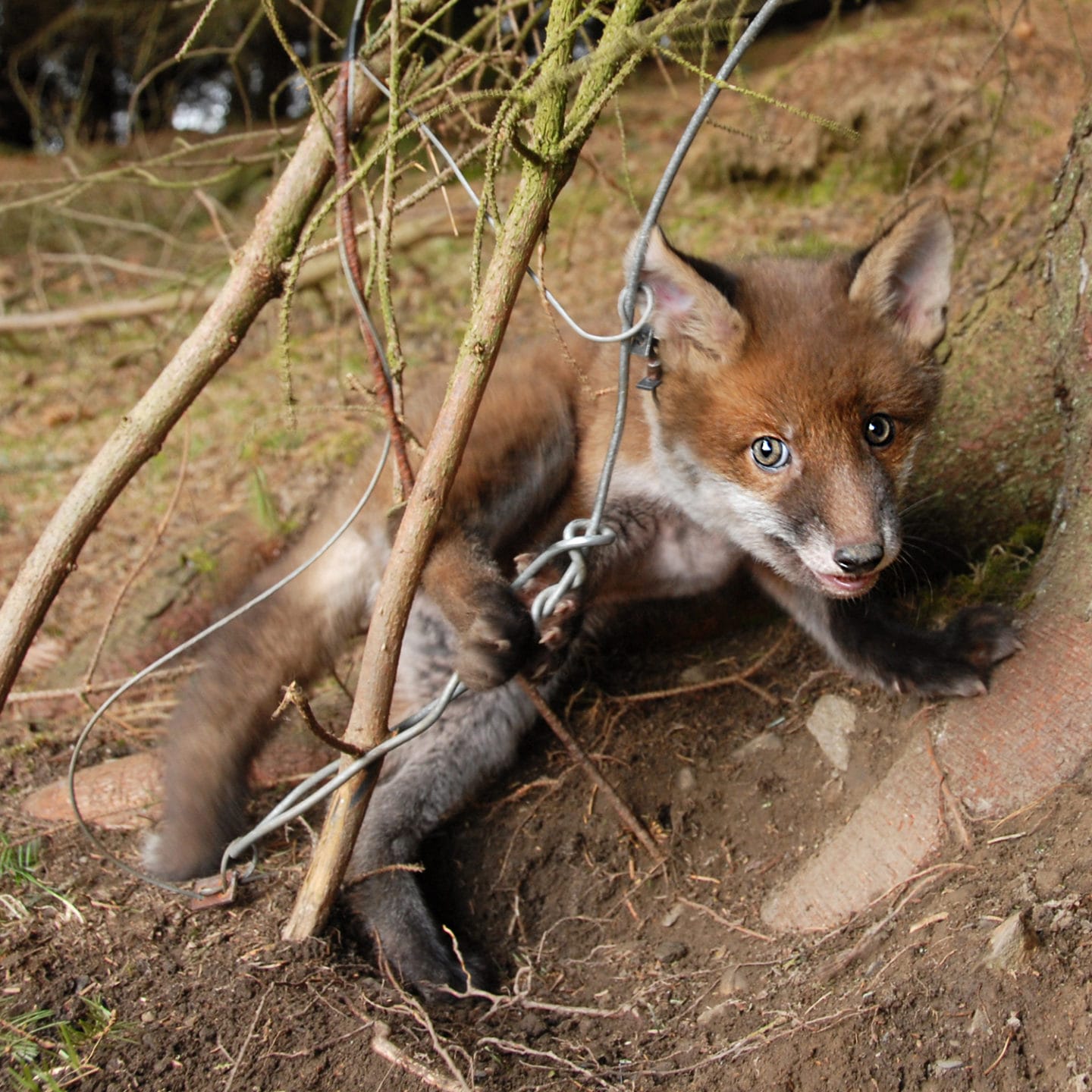 Snare traps killing and injuring pets and protected species, claims report