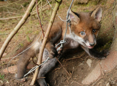 Snare traps killing and injuring pets and protected species, claims report 11
