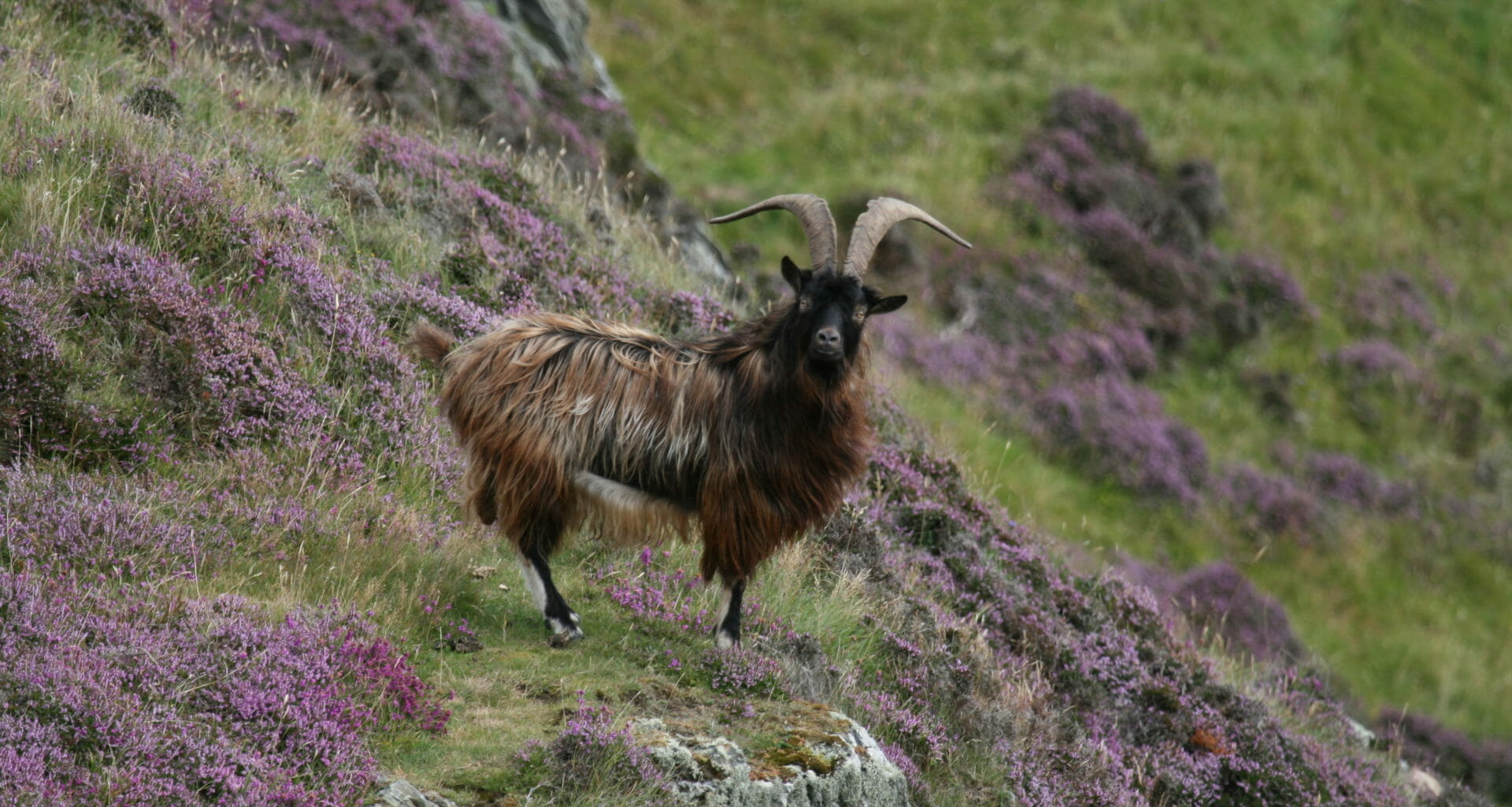 Goat trophy hunting continues years after Scottish Government review vow 1